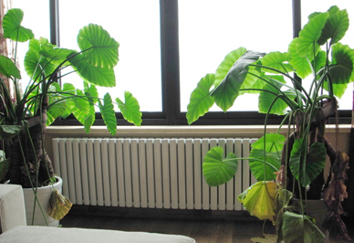 冬季你家裏的暖氣片凍過嗎 該怎辦